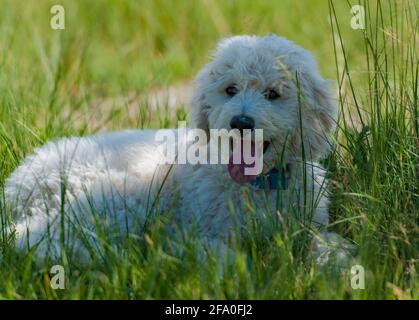 Golden doodle puppy takes a break after romp in the grass. Stock Photo