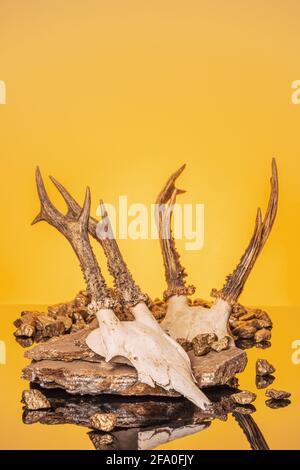 Animal Skull with Horns, on yellow background Stock Photo