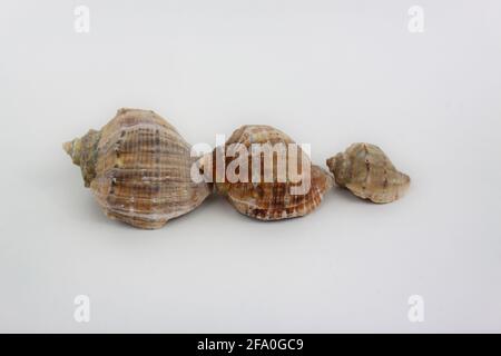 Three shells inline isolated on white background Stock Photo