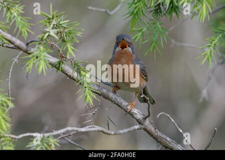Subalpine Warbler (Sylvia cantillans) on a branch Stock Photo