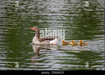 A greylag goose (Anser anser) with its three gosling swimming in a pond during a spring day Stock Photo