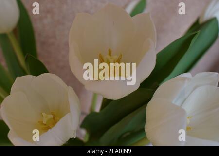 Flowers white tulips close-up against a stucco wall. Bouqet of White tulips. Shallow DOF, focus on the tulips in front. Stock Photo