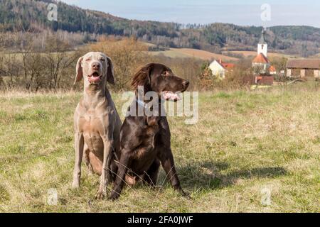 Brown Flat coated retriever puppy and Weimarane on a spring meadow. Hunting season. Sunny day with dogs. Country life. Stock Photo