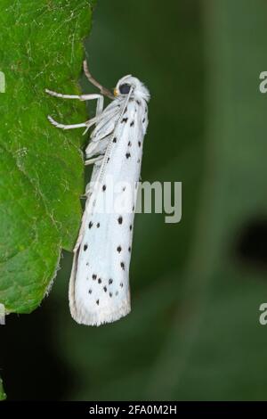 Yponomeuta or formerly Hyponomeuta malinellus - the apple ermine, is a moth of the family Yponomeutidae pest in orchards. Stock Photo