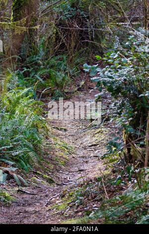 Long Path Sunset Old dirt path winding through a serene autumn forest illuminated by the ...