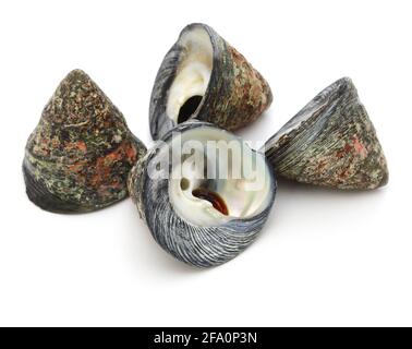 Tegula pfeifferi is a species of sea snail, more commonly known as  'Pfeiffer's Top Shell'. Stock Photo