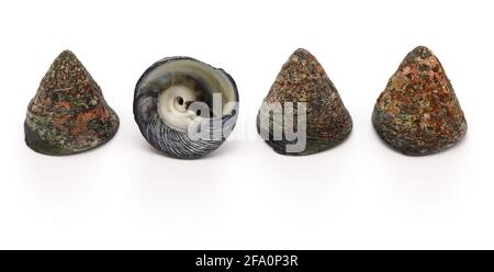 Tegula pfeifferi is a species of sea snail, more commonly known as  'Pfeiffer's Top Shell'. Stock Photo