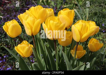 Tulipa ‘Golden apeldoorn’  Darwin hybrid 4 Golden Apeldoorn tulip - yellow flowers, deep golden yellow edges, April, England, UK Stock Photo