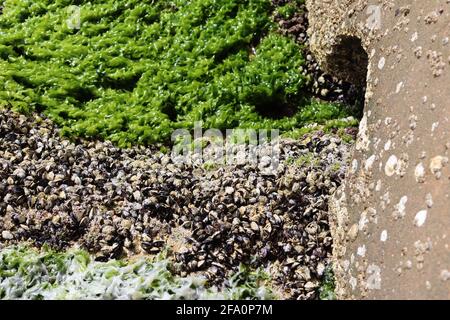 Sea weed and sea snails on the rocks in the sea in Egypt. Stock Photo