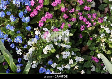 Myosotis alpestris Rose and White and myosotis sylvatica Blue Blue, pink and white forget me nots, April, England, UK Stock Photo