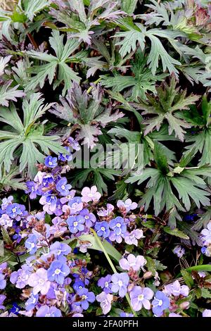 Veronica chamaedrys  Germander speedwell – deep blue flowers with two glandular hairs,  April, England, UK Stock Photo
