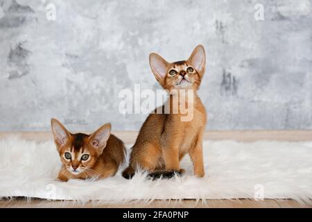 Couple of two months old cute abyssinian kittens sitting on the faux fur sheepskin carpet at home, grunged stone wall background. Young beautiful pure
