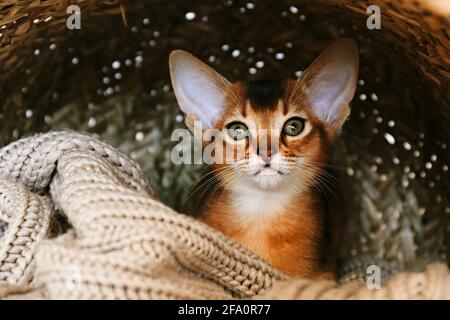 Studio shot of small cute abyssinian kitten hiding inside the basket at home. Young beautiful purebred short haired kitty sitting alone. Close up, cop Stock Photo