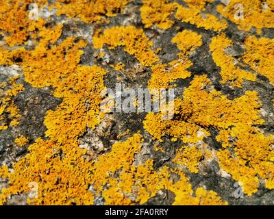 Rough rock covered with orange lichen, texture background Stock Photo