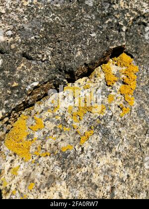 Rough rock covered with orange lichen, texture background Stock Photo