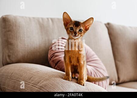 Two month old cinnamon abyssinian cat at home. Beautiful purebred short haired kitten on beige textile couch in living room. Close up, copy space, bac Stock Photo