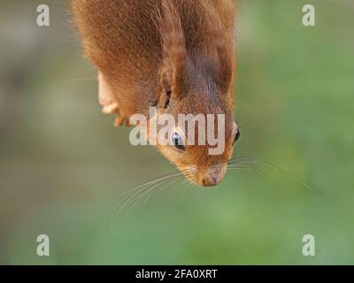 close-up portrait of cute wild Eurasian Red Squirrel (Sciurus vulgaris) with splendid whiskers & eartufts hanging upside down in Cumbria, England, UK Stock Photo