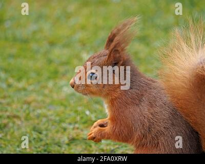 close-up portrait of cute wild Eurasian Red Squirrel (Sciurus vulgaris) with splendid eartufts & bushy tail in endearing pose  in Cumbria, England, UK Stock Photo