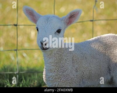 Spring Lamb - close-up of single young fluffy lamb looking quizzical standing beside wire fence in upland Cumbrian meadow, England, UK Stock Photo