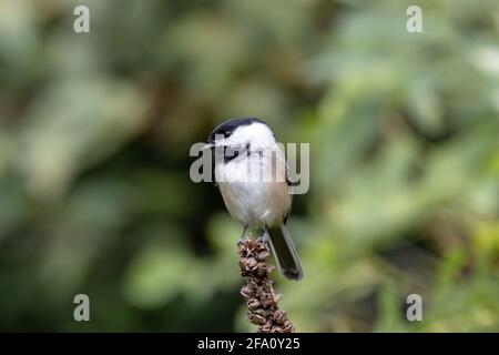 Chickadee on a dead wild flower with a blurred green background Stock Photo