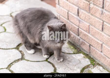 Street cat. The smoky cat walks along the wall. A cat with white paws looks in front of him. Stock Photo