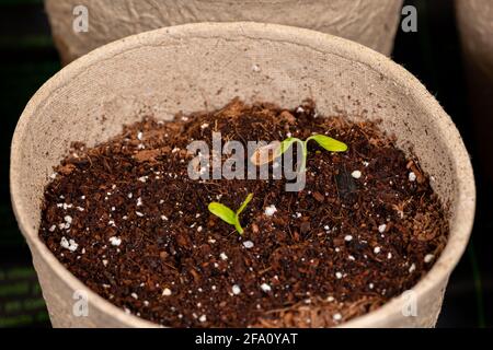 Swamp milkweed seedling growing in indoor greenhouse. Gardening and horticulture concept. Stock Photo