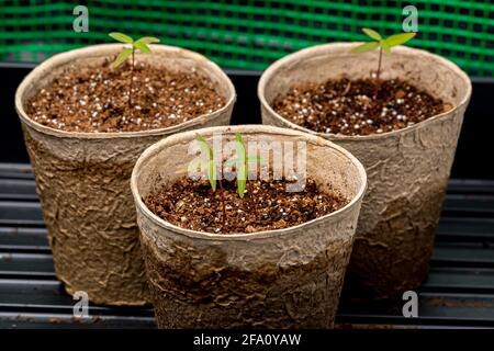 Swamp milkweed seedling growing in indoor greenhouse. Gardening and horticulture concept. Stock Photo