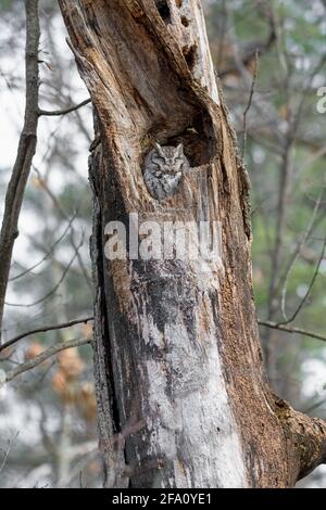 Eastern screech owl nesting in a dead tree in the woods Stock Photo