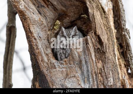 Eastern screech owl nesting in a dead tree in the woods Stock Photo