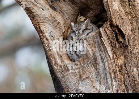 Eastern screech owl nesting in a dead tree in the woods Stock Photo