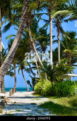 A tranquil path to the beach among palm trees on a sunny day in San Pedro, Belize Stock Photo