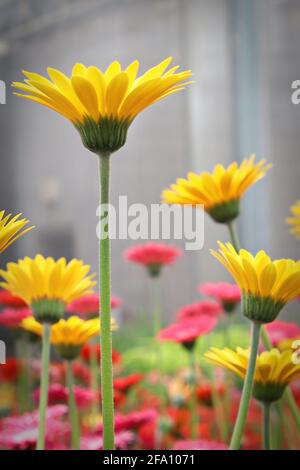Side view of yellow gerbera flowers blooming. Stock Photo