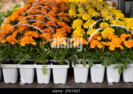 Flowers Plants in Small  Starter plastic Pot for Seedling  in Garden. Growing seedlings in early spring in the greenhouse. Stock Photo