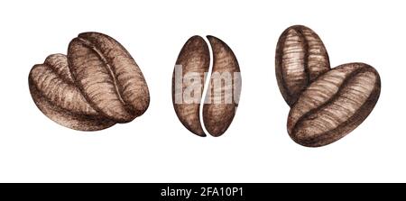 Watercolor hand drawn brown coffee beans illustration isolated on white background. Stock Photo