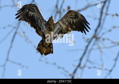 Picture of immature Bald Eagle over head view in flight through tree branched Eagle in focus Stock Photo