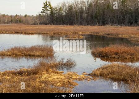 Mud Pond is on Route 101 in Dublin, NH. It's a large wetlands area in the headwaters of Stanley Brook. The dam at Stanley Brook needs to be replaced o Stock Photo