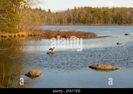 It's a large wetlands area off RT 101 in Dublin, New Hampshire. Quiet here but next to a major highway.Dublin is a quiet village in Monadnock Region. Stock Photo