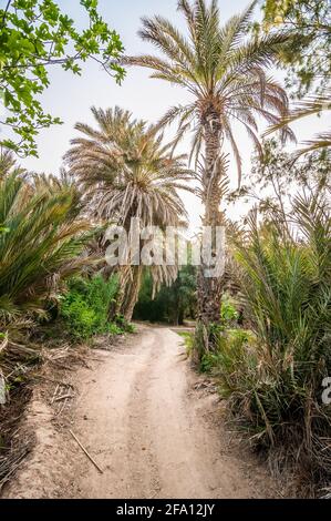 Pathway in palm tree valley by river Ziz in Morocco Stock Photo