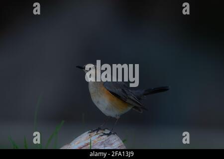 White-throated Robin (Irania Gutturalis)  female bird standing on a colorful rock with dark background Stock Photo