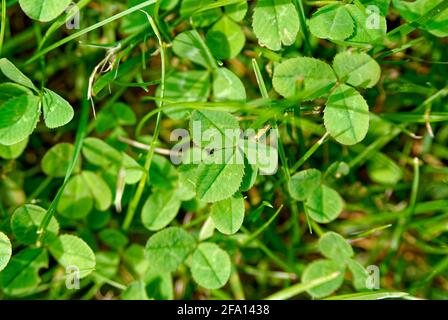 Clover horizontally – garden background, texture. Stock Photo