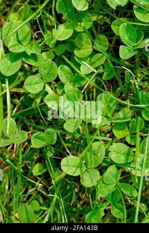 Garden background, texture – clover vertically. Stock Photo