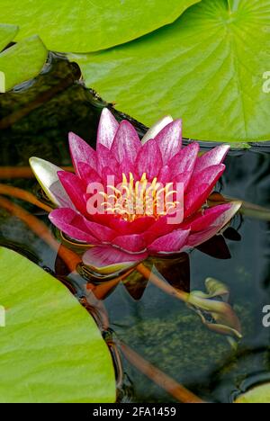 Large water lily - Nymphaea Attraction. Close-up of a water flower. Stock Photo