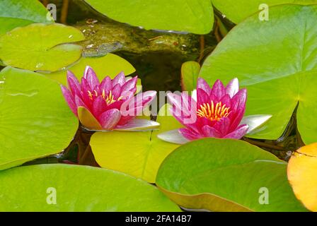 Two water lilies - Nymphaea Attraction. Flowers on the water. Stock Photo