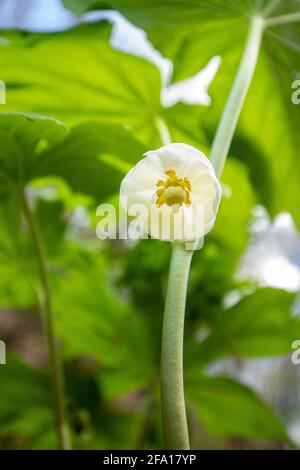 Mayapple Flower (Podophyllum peltatum) - Pisgah National Forest, Brevard, North Carolina, USA Stock Photo