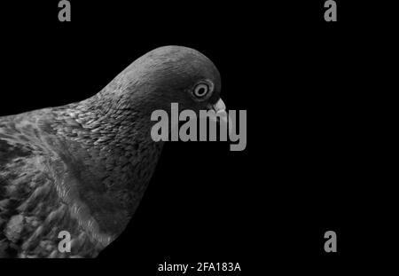 Beautiful Black And White Pigeon Face Stock Photo