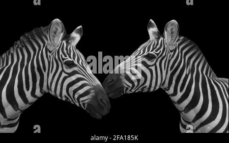 Two Cute Couple Zebras On The Black Background