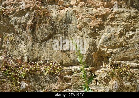 Artfully built natural stone walls with plants grown on it Stock Photo