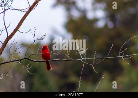 A brilliant red Cardinal sits on the branch of a hackberry tree as a cool spring rain comes down in a drizzle. Stock Photo