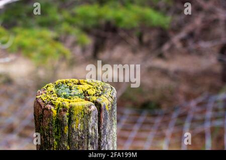 The lichen covered top edge of an old wooden fence post stands out against the backdrop of wet foliage. Stock Photo