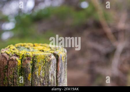 The lichen covered top edge of an old wooden fence post stands out against the backdrop of wet foliage. Stock Photo